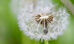 dandelion flying seeds pointed flower faded plant nature stock photo