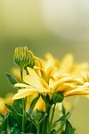 flower marguerite bud nature yellow wallpaper background blossom stock photo