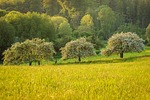 meadow landscape fruit trees orchard blossoms forest plants stock photo