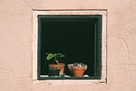 window flower pots potted plants sill nature outlook stock photo