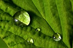 leaf droplet dewdrops water macro close up green stock photo