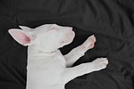 dog bull terrier friend animal mammal breed pet stock photo