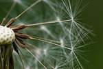 dandelion seeds flower beautiful flowers macro seed head stock photo