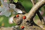 ladybug apple blossom branch stock photo
