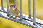 bird sparrow real wildlife plumage branch sitting nature stock photo