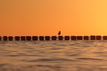 sunset sea to sit waves sun water nature stock photo
