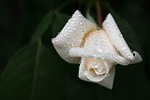 grief white rose dewdrop flower beautiful flowers background stock photo