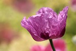 poppy beautiful flowers flower background opium papaver somniferum stock photo