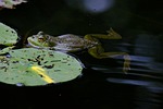 frog pond tree leaf wildlife nature animal stock photo