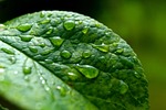 leaf closeup nature droplets water rain macro foliage stock photo