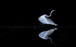 egret bird ornithology avian nature wings white wildlife stock photo