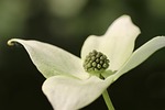 dogwood cornus florida blossom bloom petals white flower stock photo