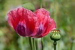 opium poppy papaver orientale oriental turkish nature red stock photo