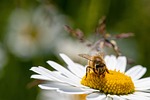 daisy bee pollination insect entomology macro species stock photo