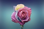 flower free wallpaper rose desktop backgrounds petals mac stock photo
