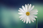 flower happy easter marguerite daisy white bloom beautiful stock photo