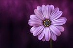 flower purple wallpaper 4k petals free background hd stock photo