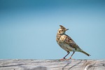 bird sitting lark alauda arvensis wing beak nature stock photo