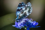 butterfly flower wallpaper background insect beautiful flowers colorful stock photo