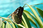 butterfly insect wings winged lepidoptera fauna animal world stock photo
