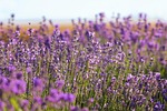 lavender field purple flowering plant country nature bloom stock photo