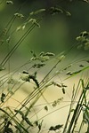 grasses meadow nature stalks green summer close up stock photo