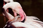 flamingo bird nature wildlife avian ornithology close up stock photo