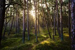 forest nature sun sunbeams idyllic pine woods wilderness stock photo