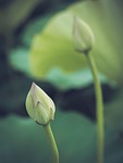 japan nature lotus bud flowers flower wallpaper buddhism stock photo