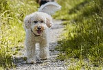 dog poodle lawn pet mammal animal nature grass stock photo
