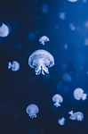 jellyfish sea underwater world animals ocean wildlife nature stock photo