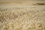 ears of corn wheat harvest ripe seeds field stock photo