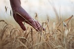 hand wheat rural cereals harvest agriculture barley nature stock photo