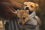 puppies nature dogs bag mac wallpaper pets animals stock photo