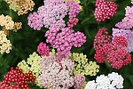 yarrow flower plants pointed coloured multicoloured nature meadow stock photo