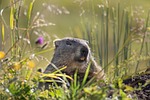 marmot rodent alpine alps nature animal watching hibernation stock photo