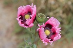poppy pink opium nature path flowering stock photo