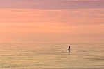 sea paddle boarding sunset horizon dusk stand-up paddling stock photo
