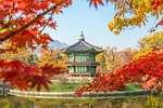 korea tree gyeongbokgung seoul southkorea maple leaves nature stock photo