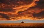 tree field sunset clouds sky horizon single nature stock photo