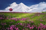 mountains alps meadow purple flowers snow alpines peak stock photo
