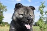 eurasier puppy dog young pet animal female domestic stock photo