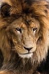 lion animal head mane predator nature wildlife mammal stock photo