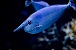 fish blue nature water zoo swimming light aquarium stock photo