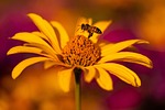 sun has flower echinacea wallpaper daisy coneflowers beautiful stock photo