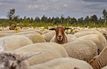 herd of sheep nature wool mammal heather cattle stock photo