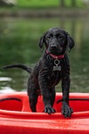 labrador kayak black border collie dog puppy swimming stock photo