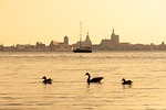 sea city nature ducks sunset dusk horizon landscape stock photo