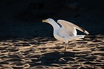 herring gull bird wing beach wildlife animal plumage stock photo