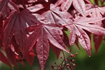 maple leaves red foliage nature botany flora stock photo
